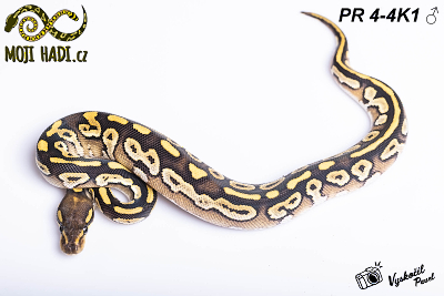 Python regius, krajta královská, mojave, ballpython, python, mládě, snakes, had, mojihadi.cz, Mojave